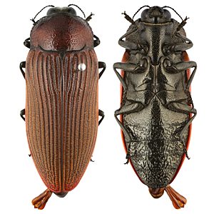 Temognatha parvicollis parvicollis, PL3538, male, EP